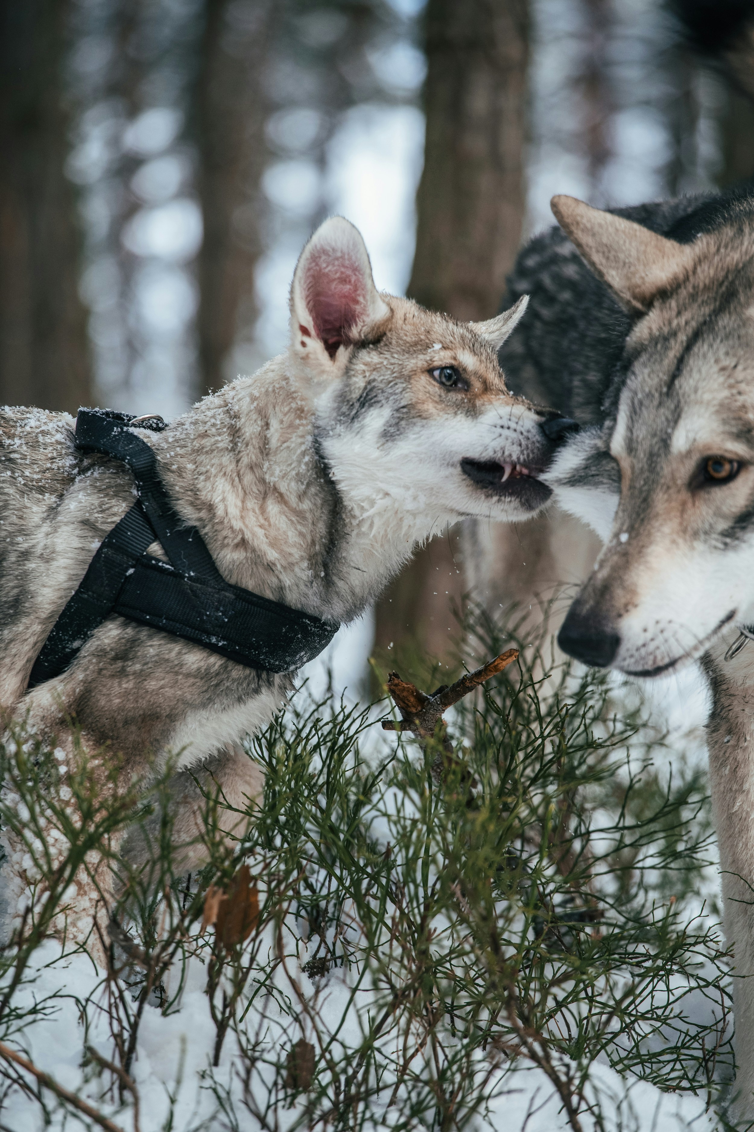 Photo by honzareznik