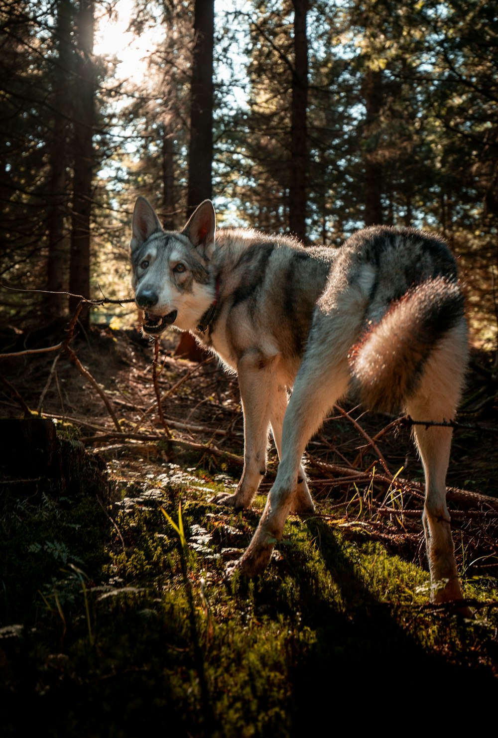 ein weißes Pferd mit langem Schwanz