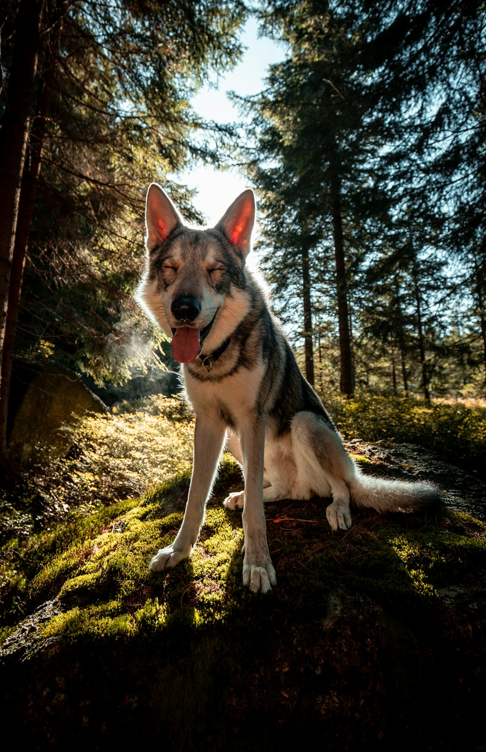 a dog sitting in the grass