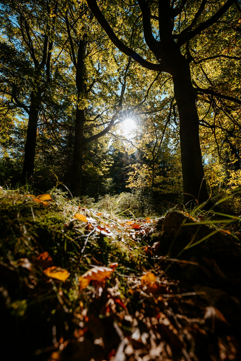 sun shining through the trees