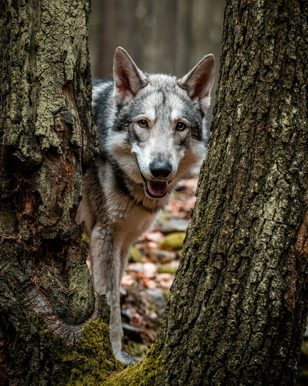 um lobo em uma árvore