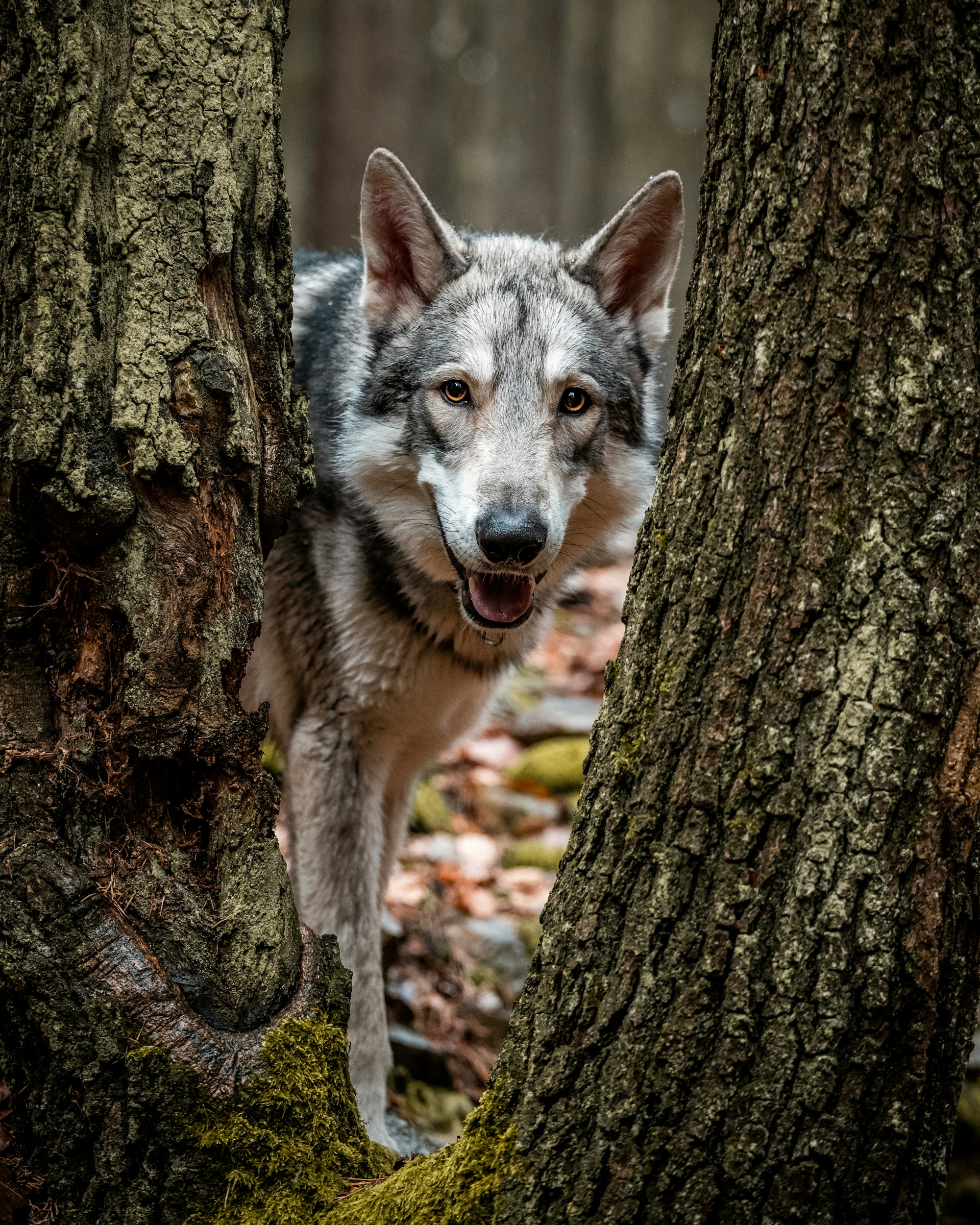 A Saarloos Wolfdog in a tree