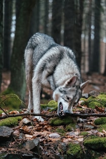a wolf in the woods