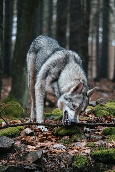 a wolf in the woods