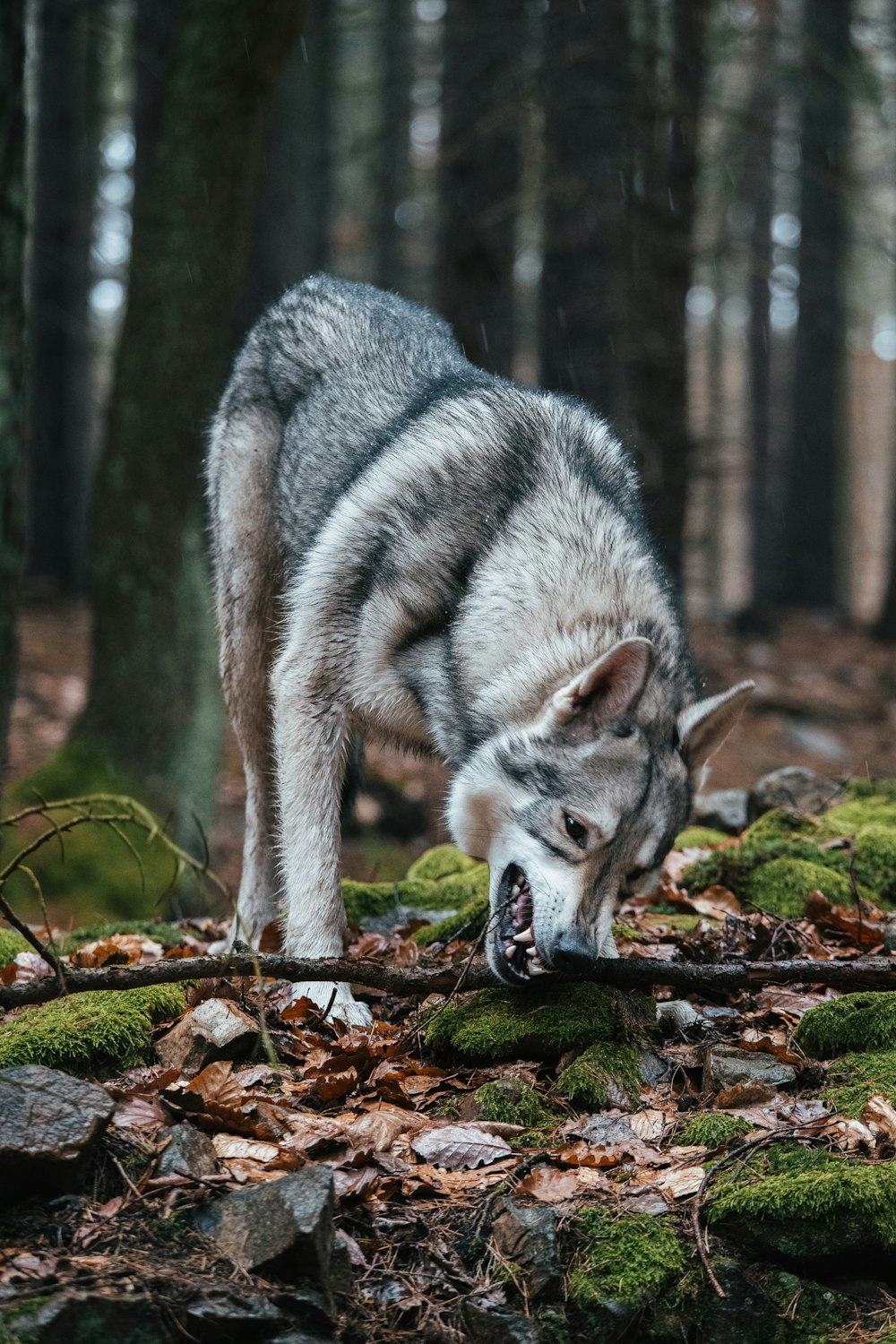 um lobo na floresta