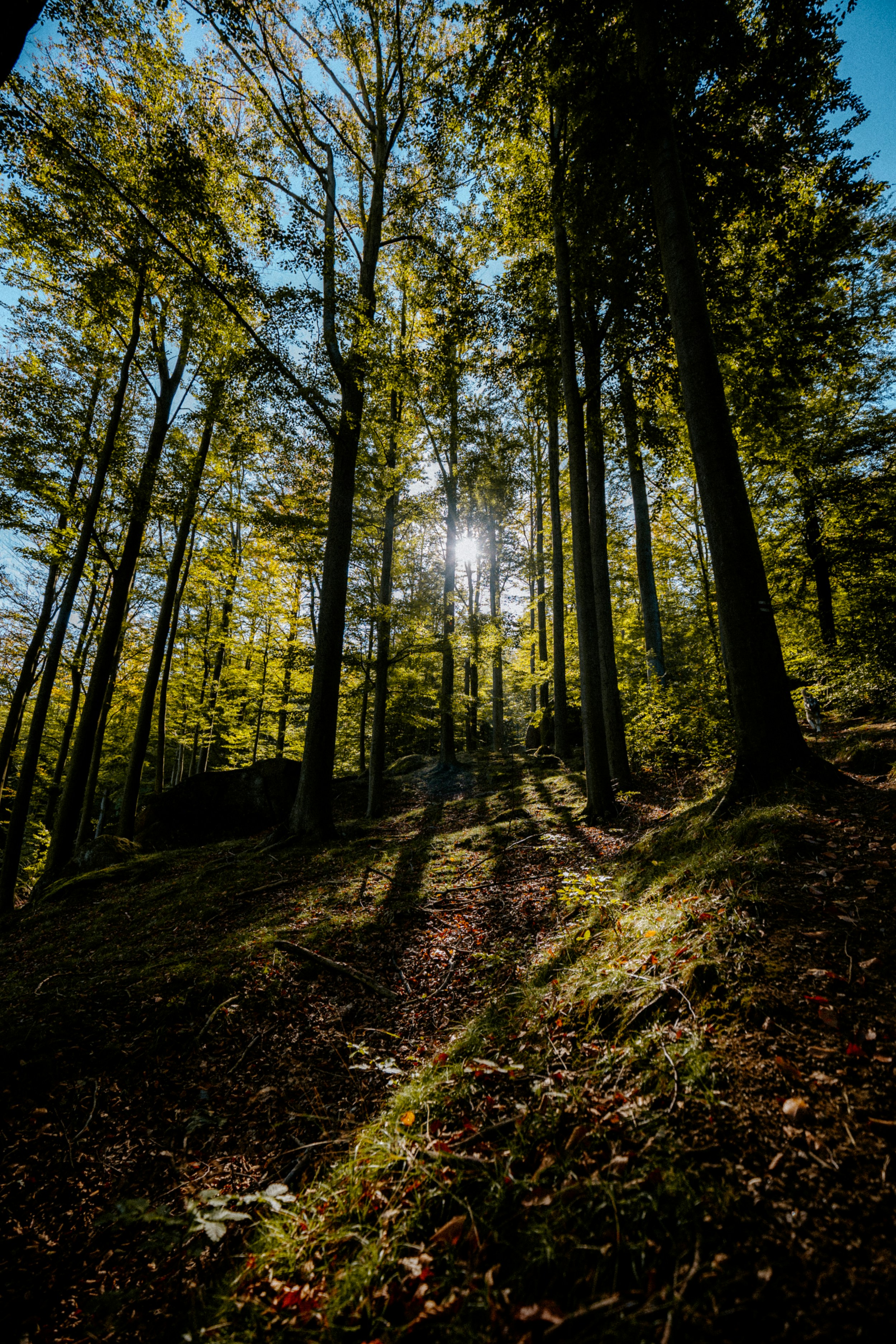 Photo by honzareznik