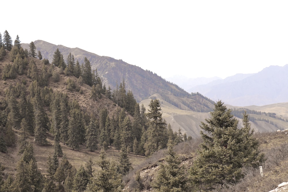 a landscape with trees and mountains