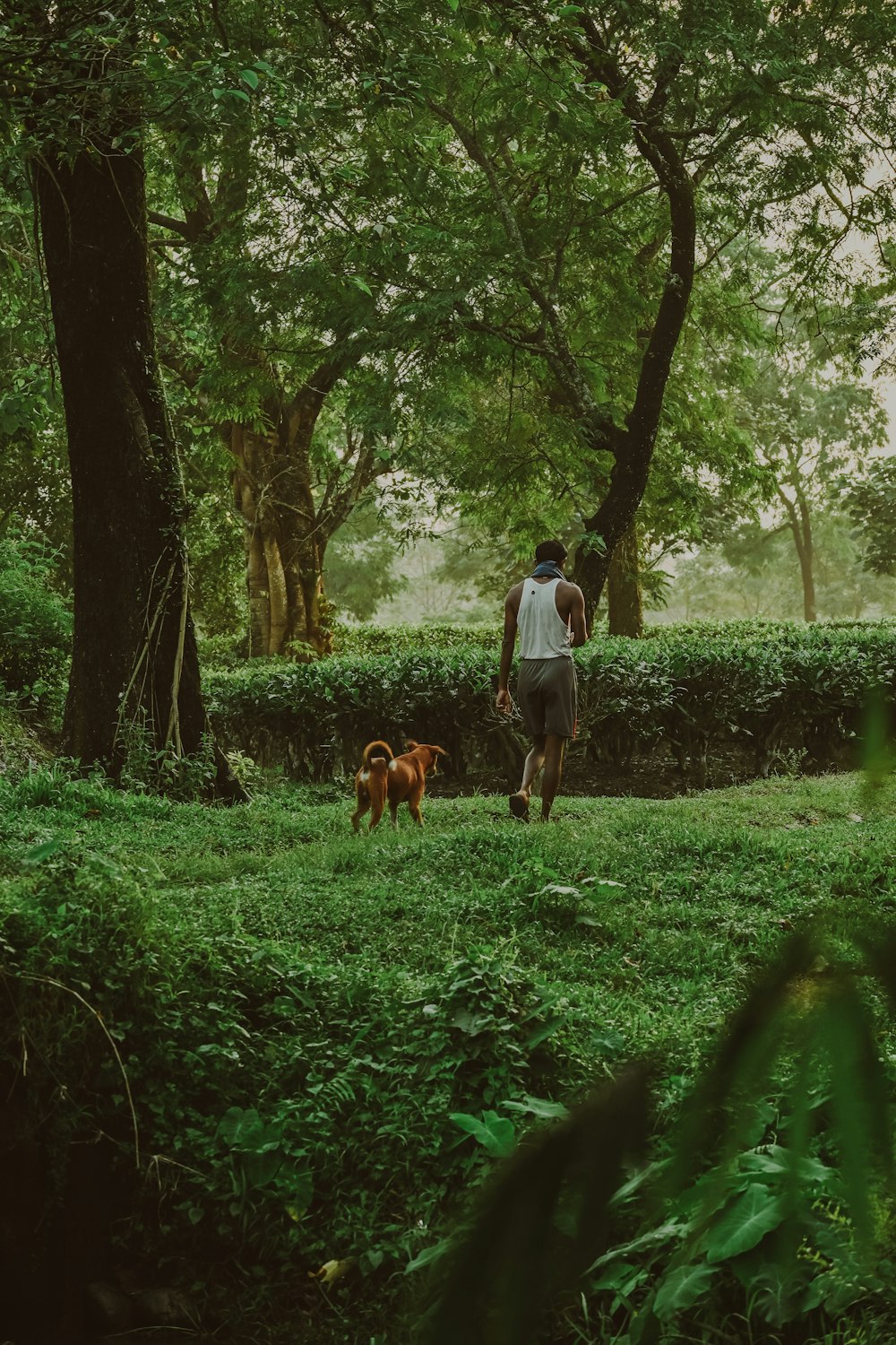 a man walking a dog through a lush green forest