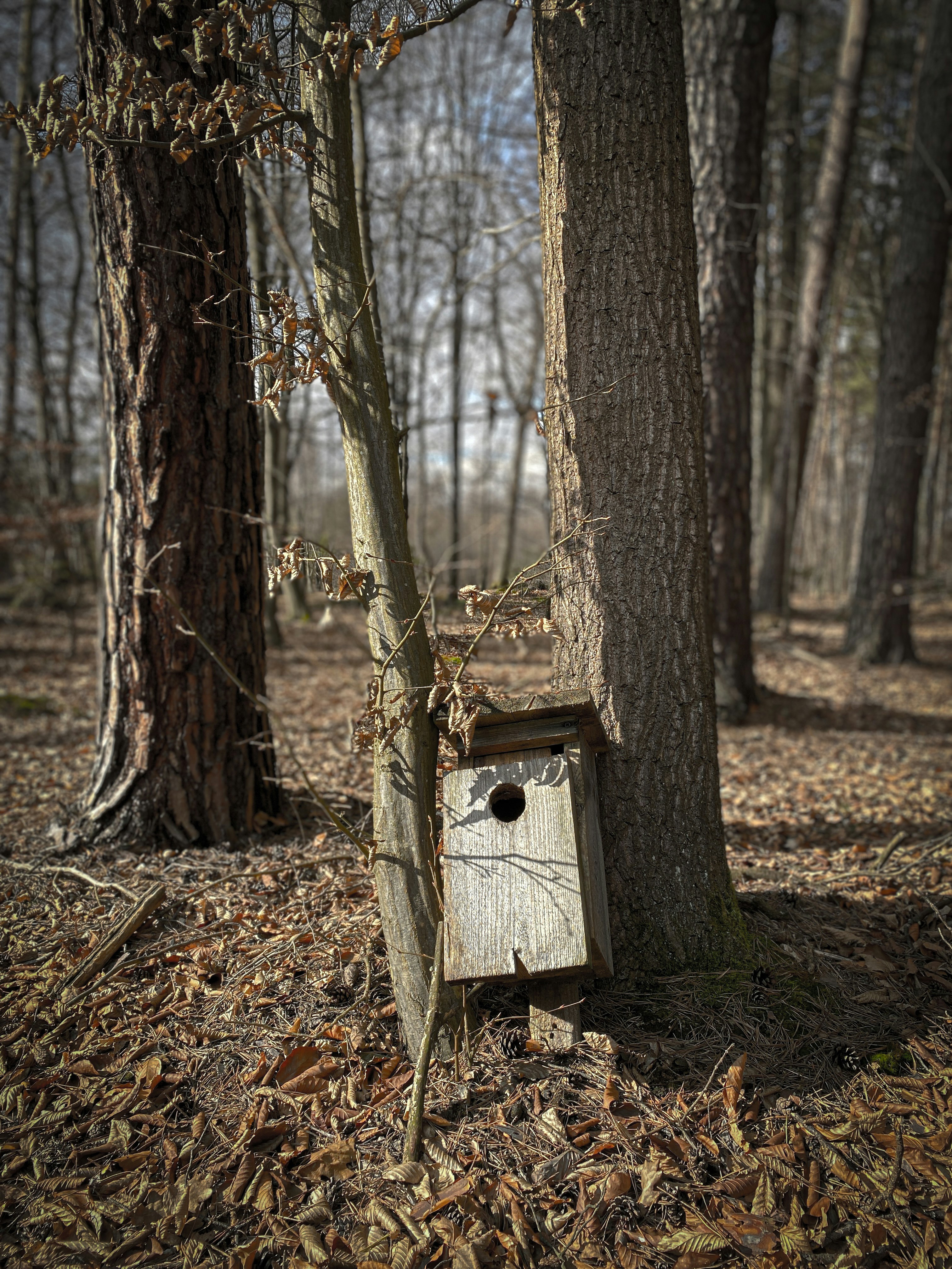 a birdhouse in the woods