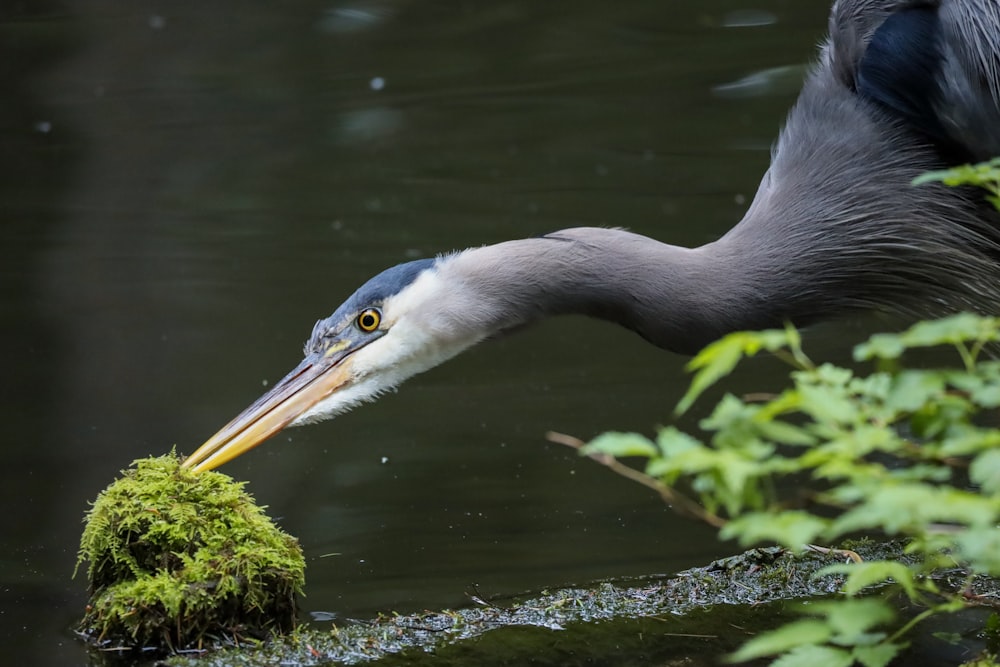 a bird with a long beak in water
