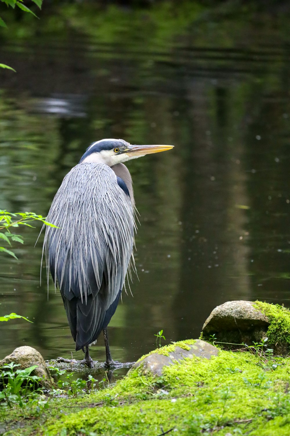 a bird standing on a rock