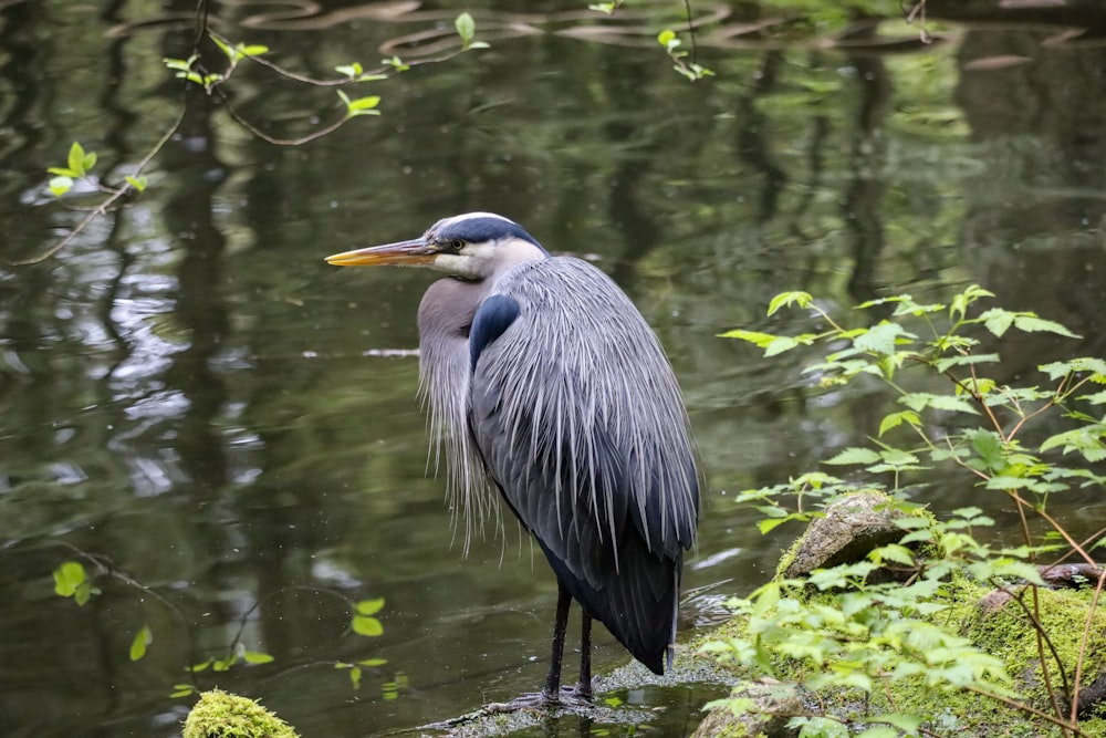 un oiseau debout dans l’eau