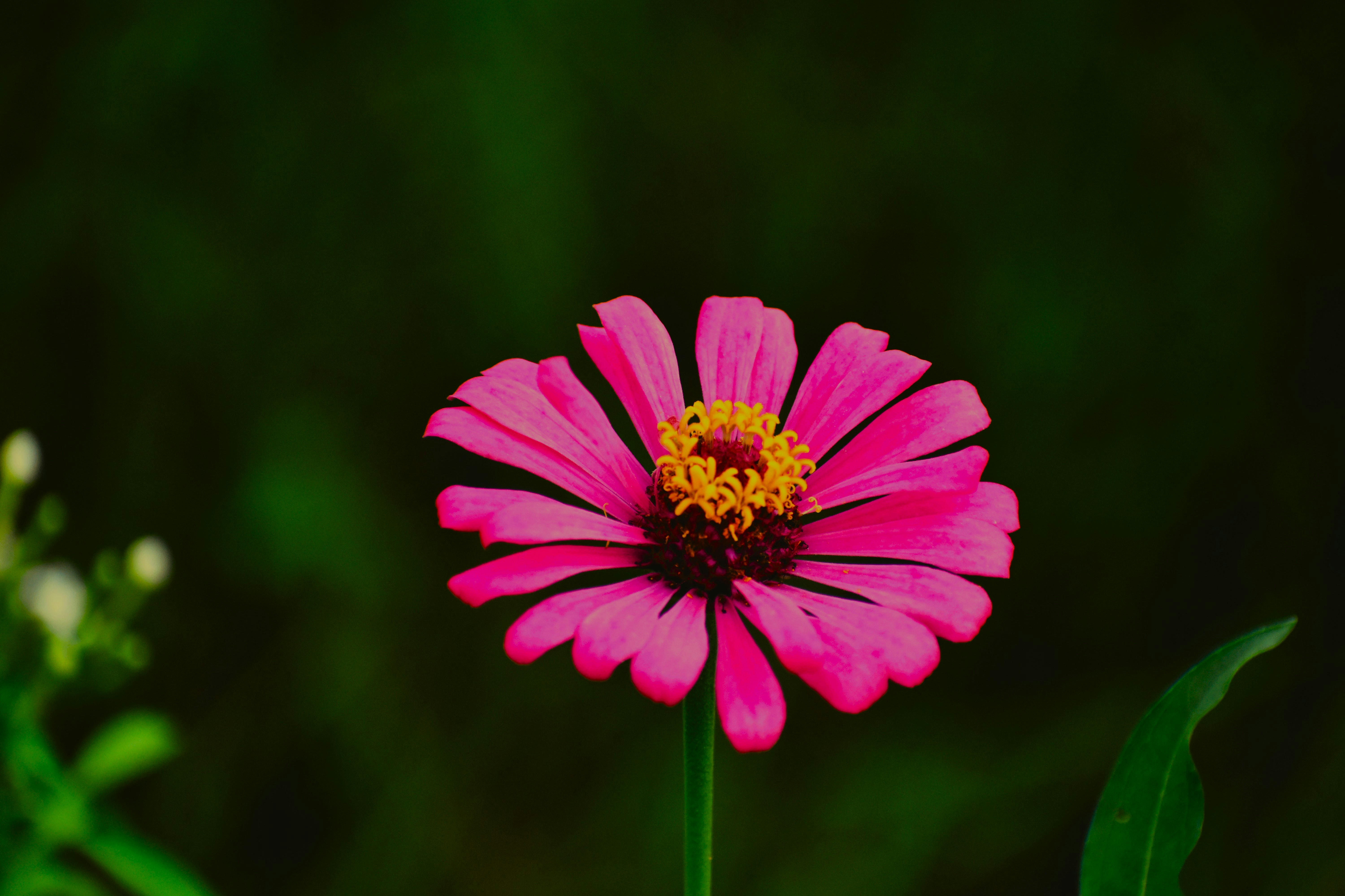 Photo by abhishek008