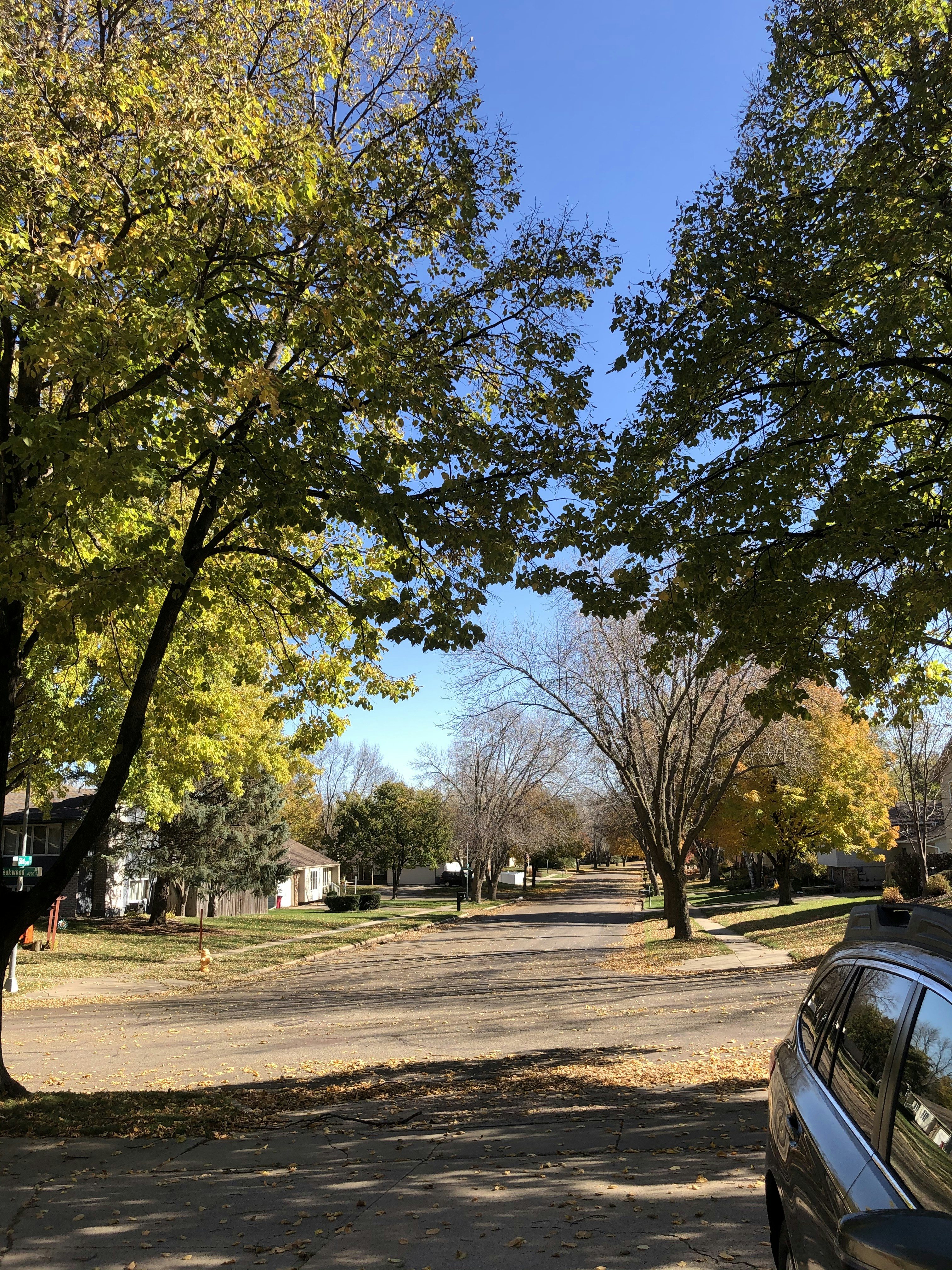 Un camino con árboles al lado