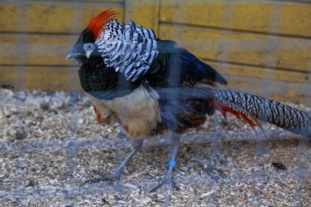 a rooster standing on dirt