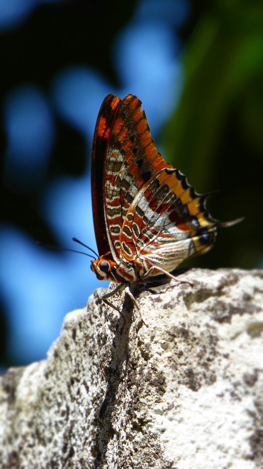 a butterfly on a rock