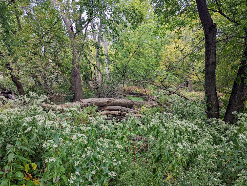 a path through a forest