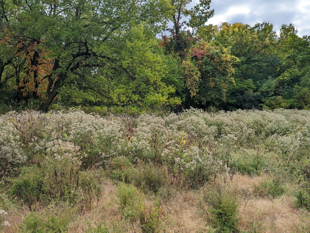 a group of bushes and trees