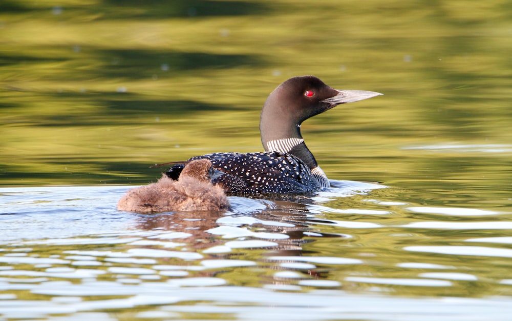 a couple of ducks swimming in water