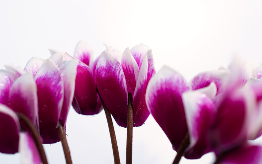 a close up of a flower