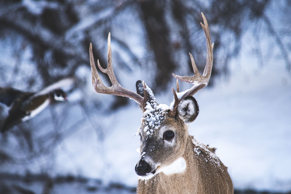 a deer with antlers