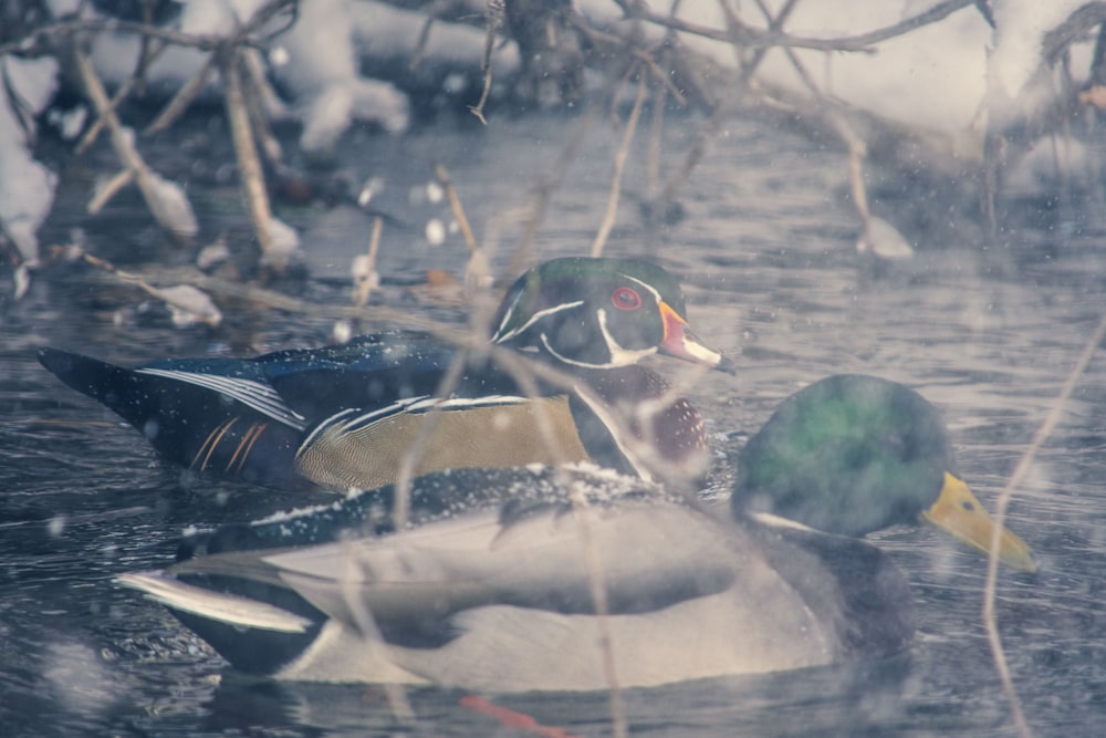 a group of ducks swimming in water