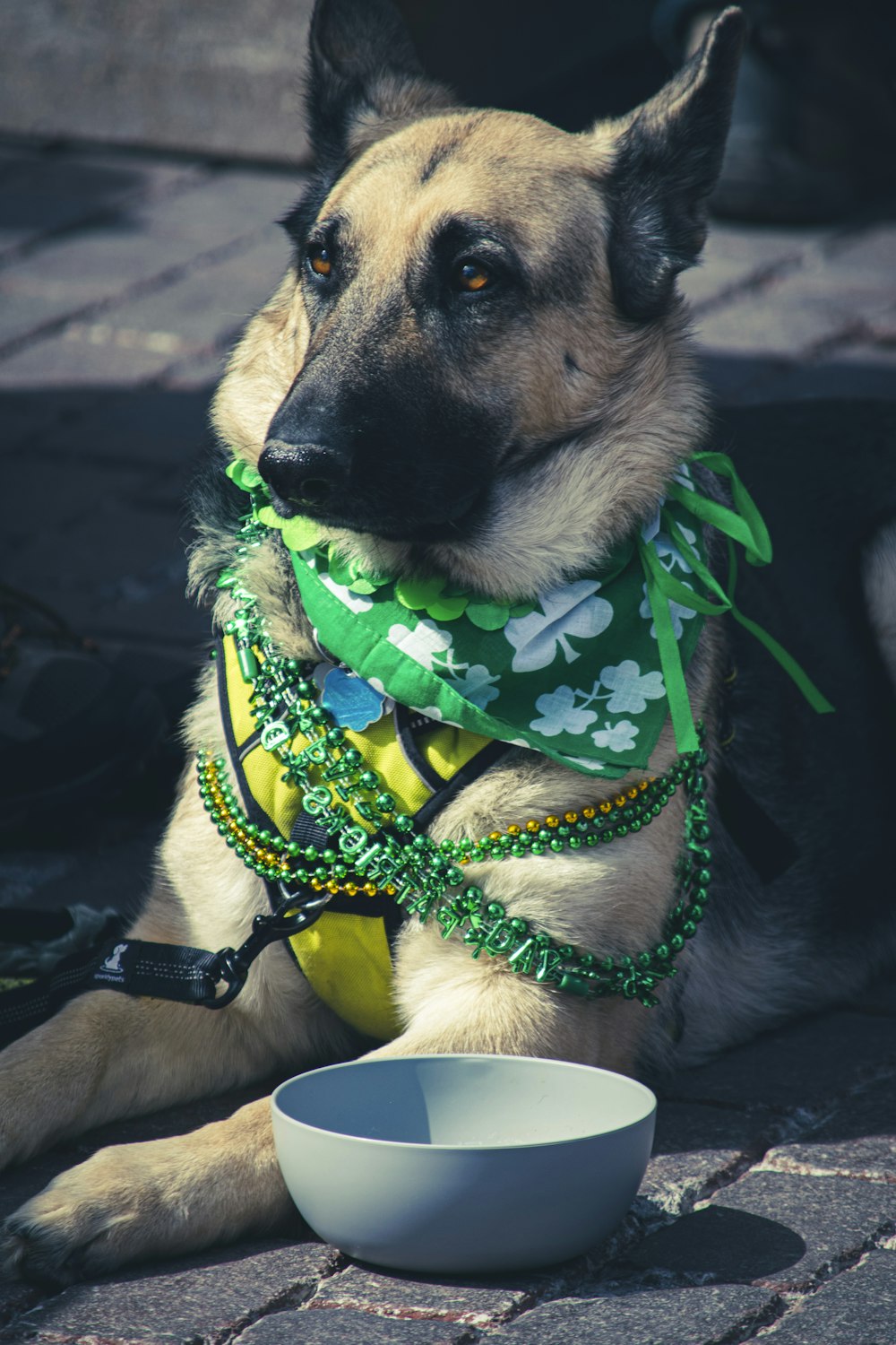 a dog wearing a scarf