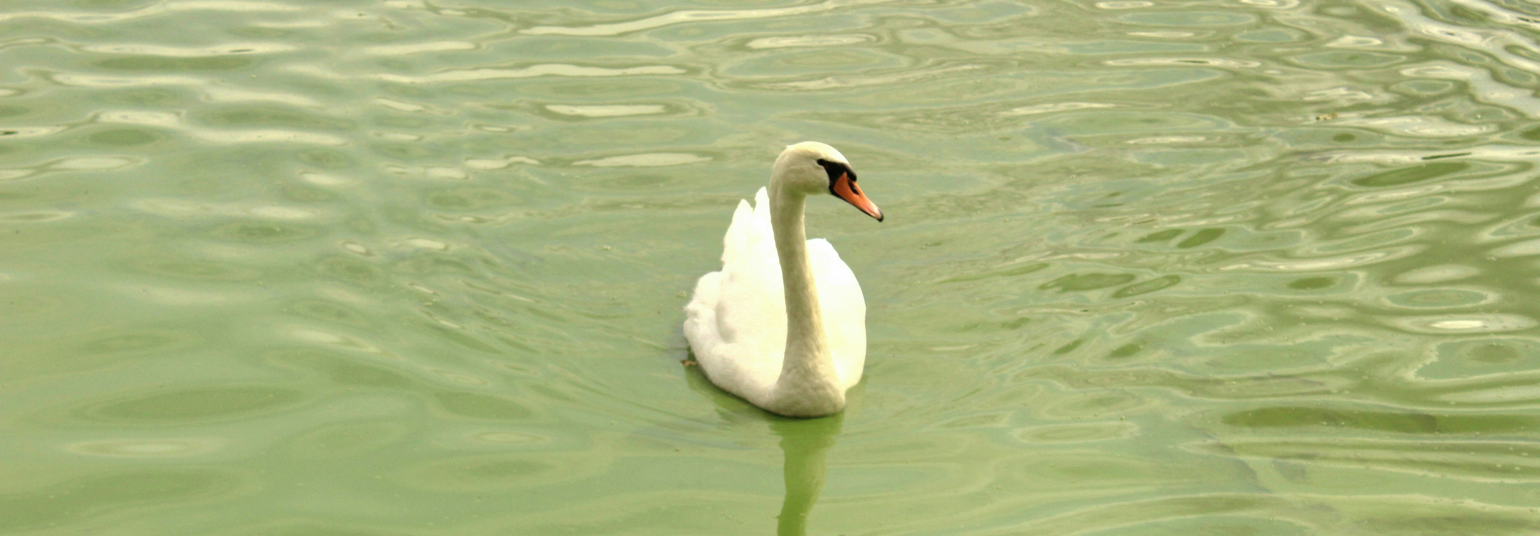 a white swan swimming in water