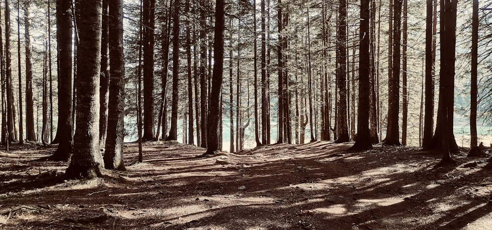 a dirt road in a forest