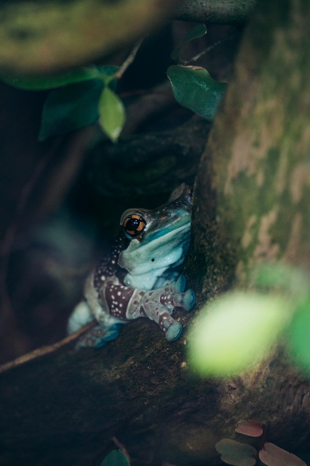 a frog on a tree branch