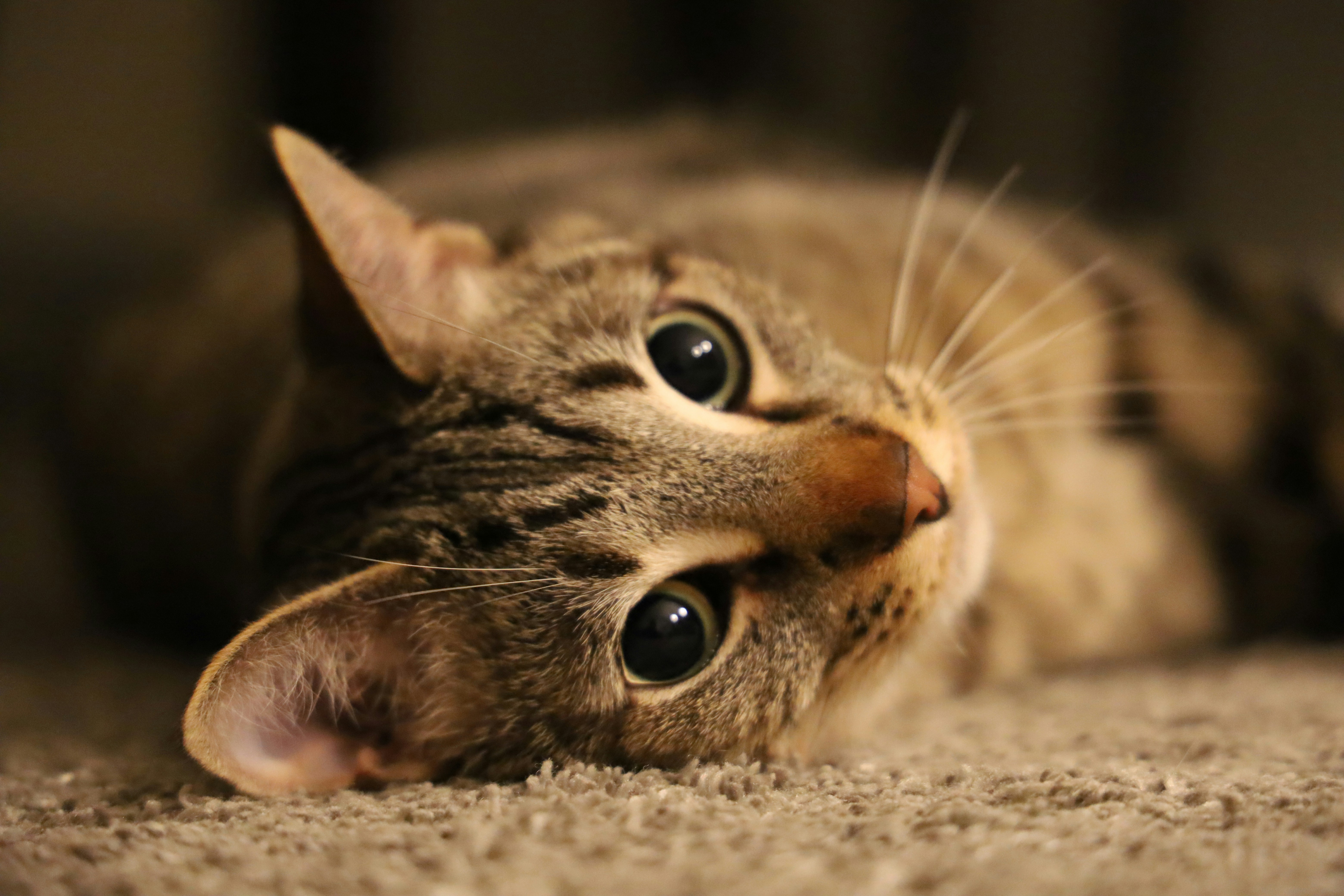 a cat lying on the ground