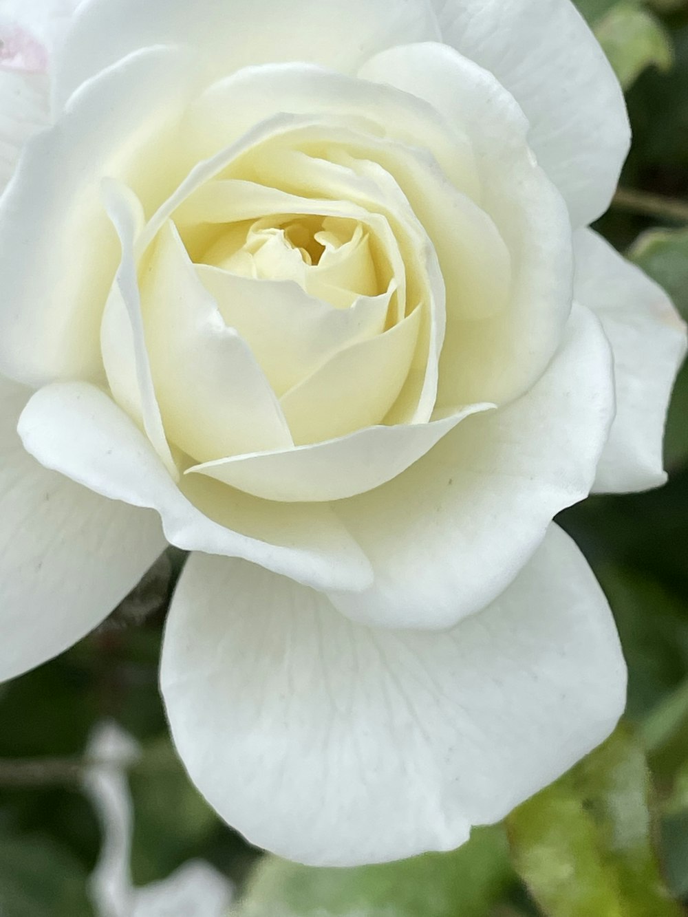 a close up of a white rose