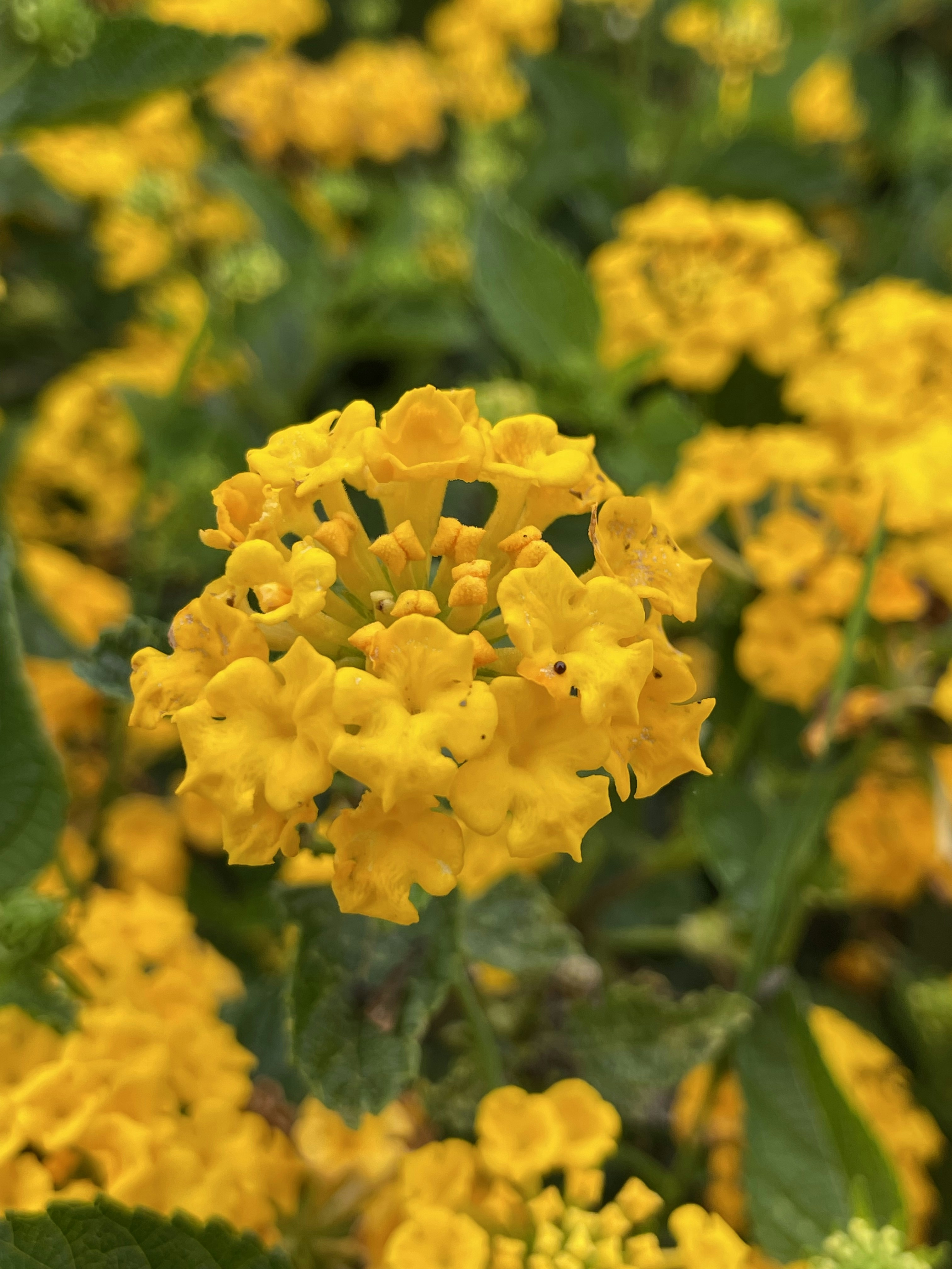 Photo by janinekrobinson