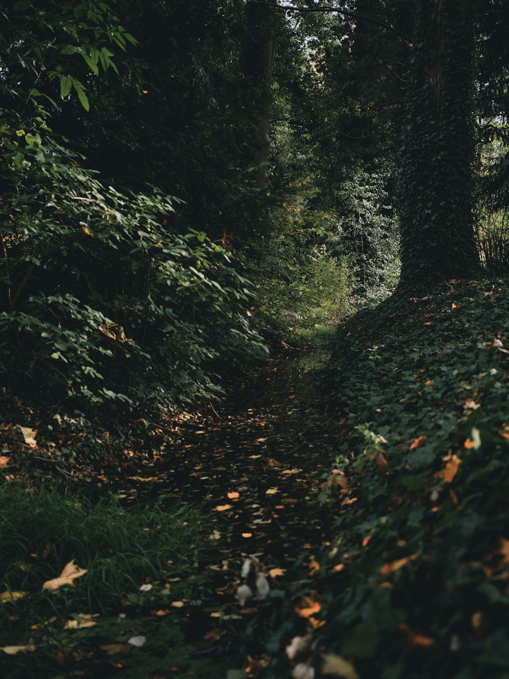 a forest with trees and leaves