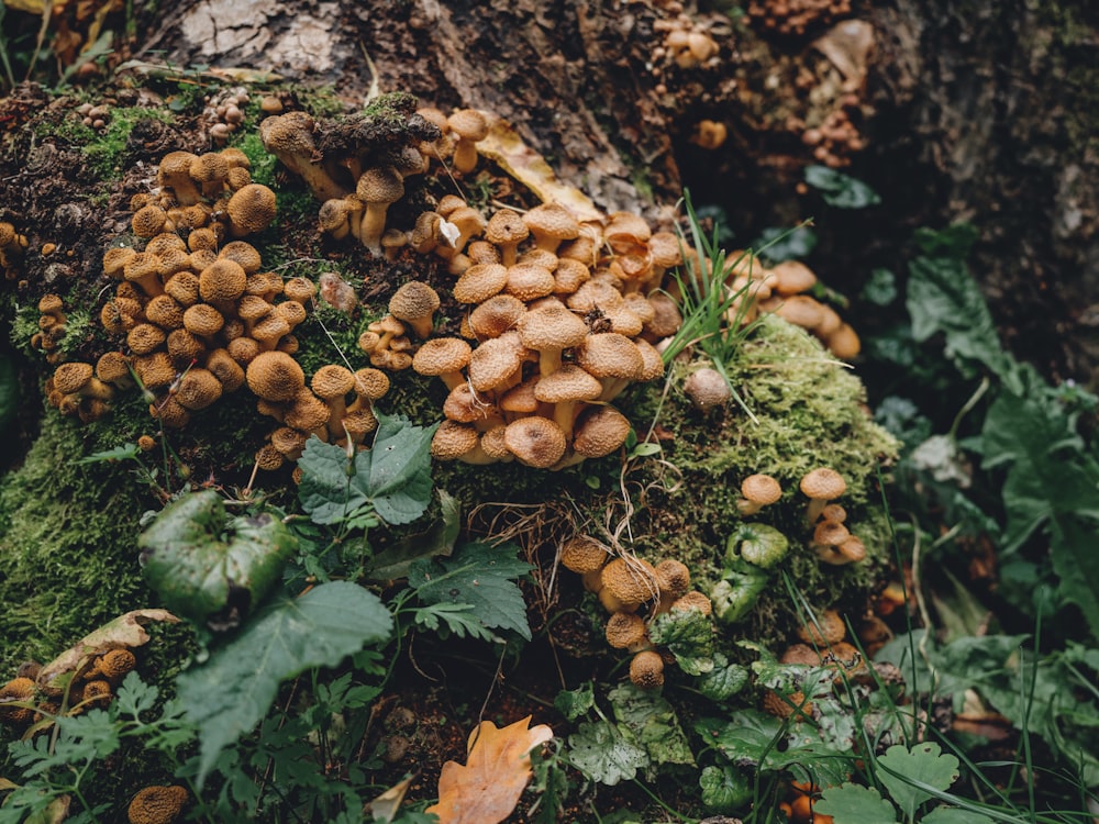 a group of mushrooms growing in the ground