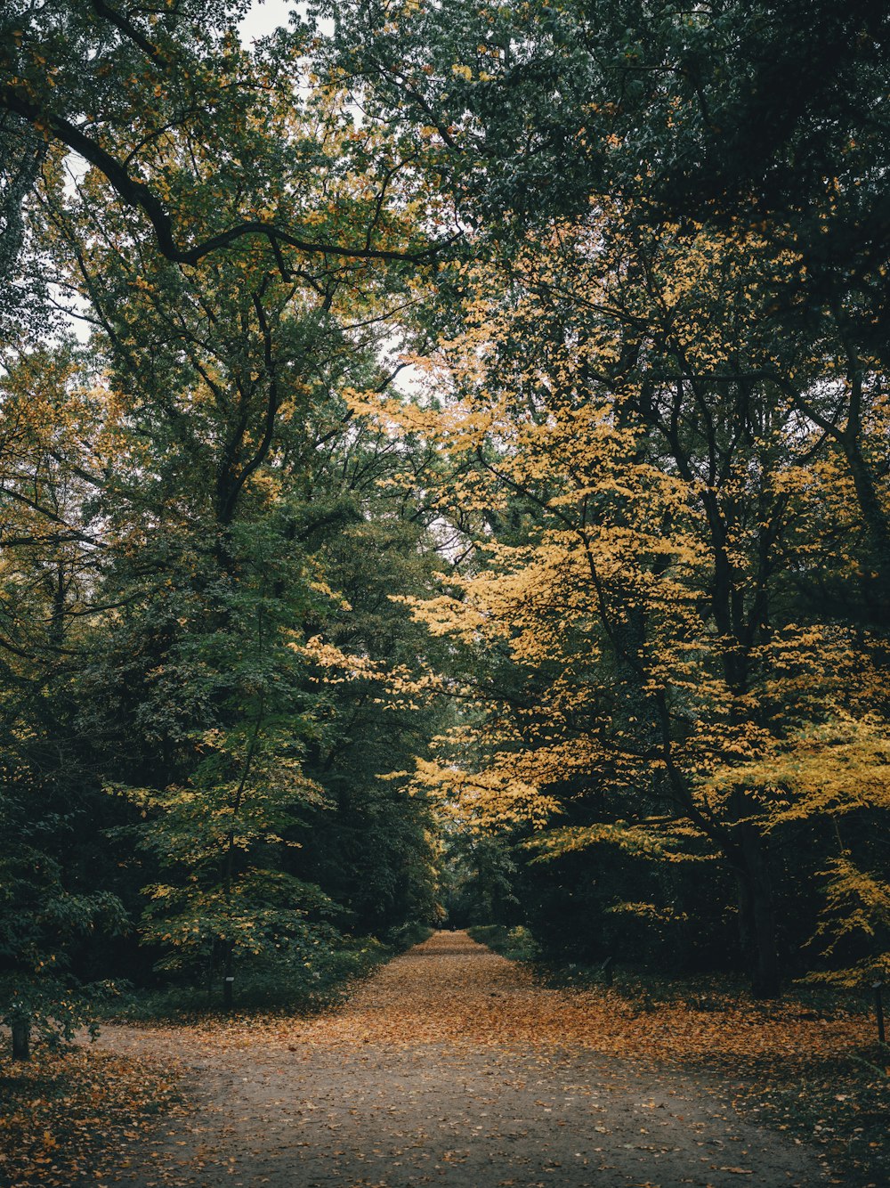 a path through a forest