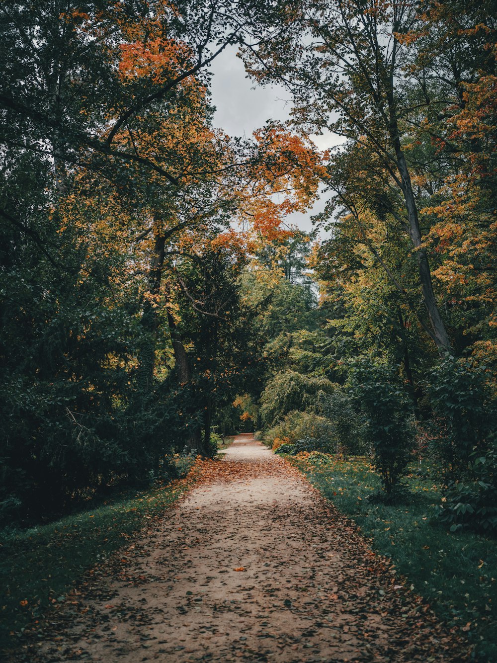 a dirt road in a forest