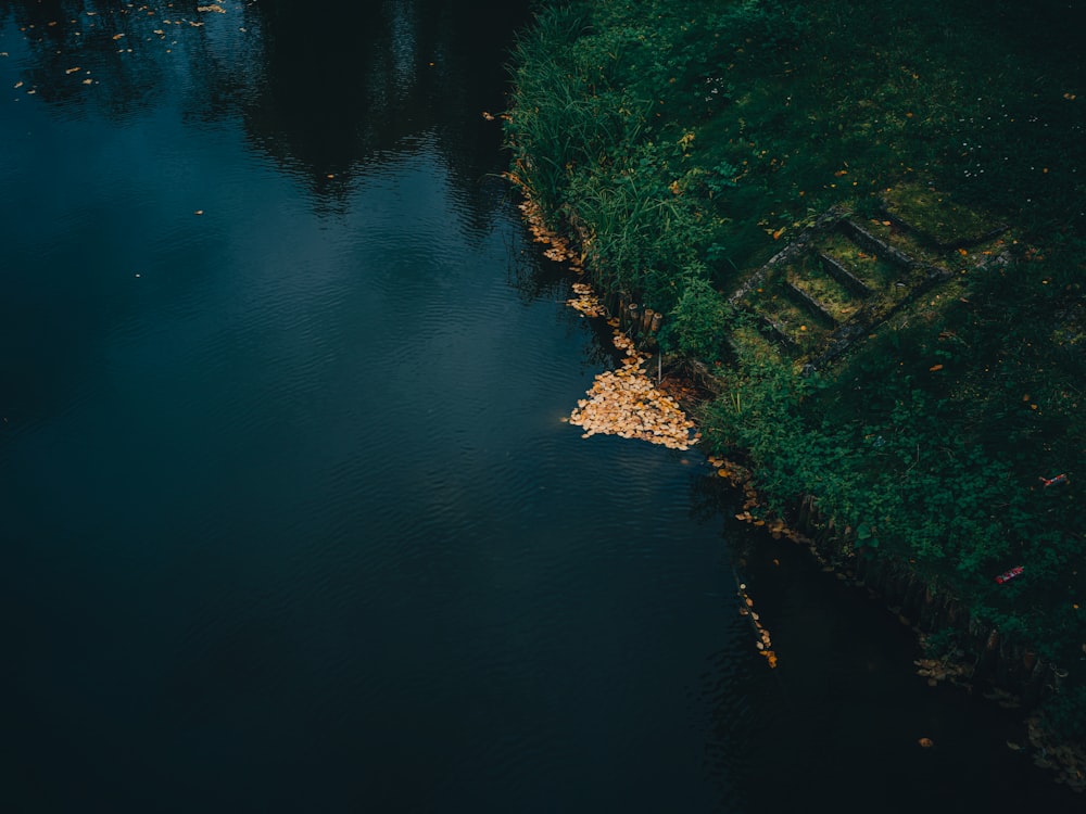 a body of water with grass and trees around it