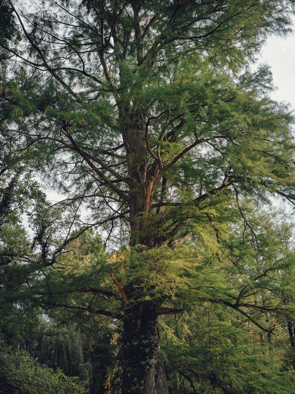 a tree with many branches