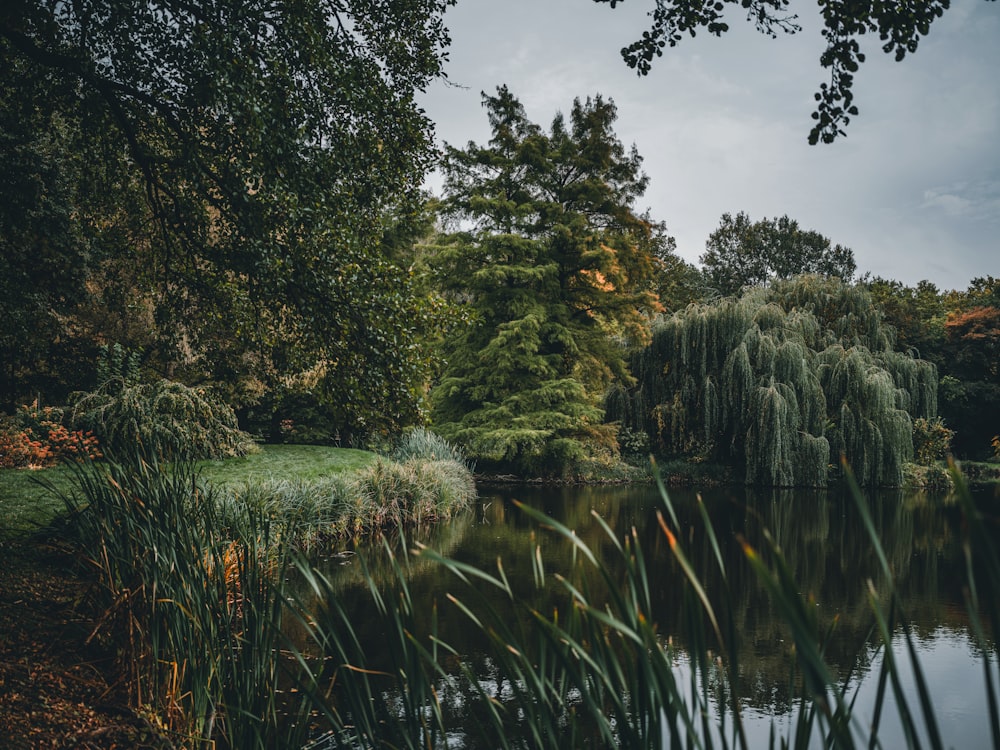 a body of water with trees around it