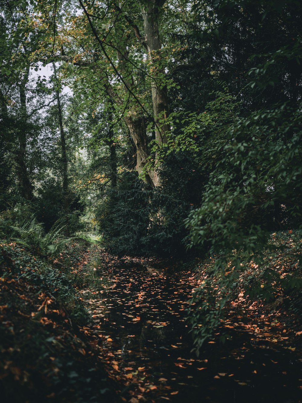 a path through a forest