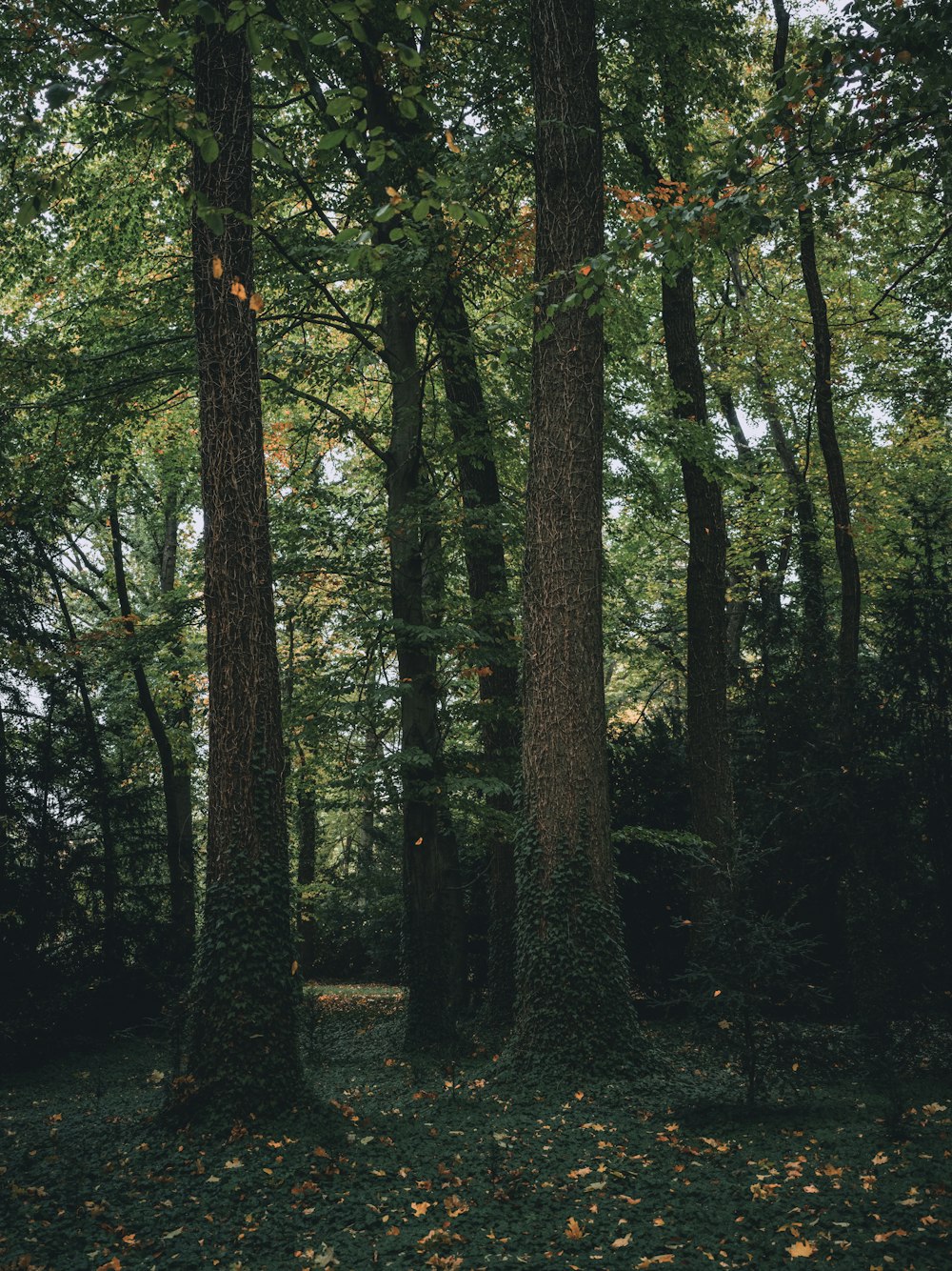 a forest of trees