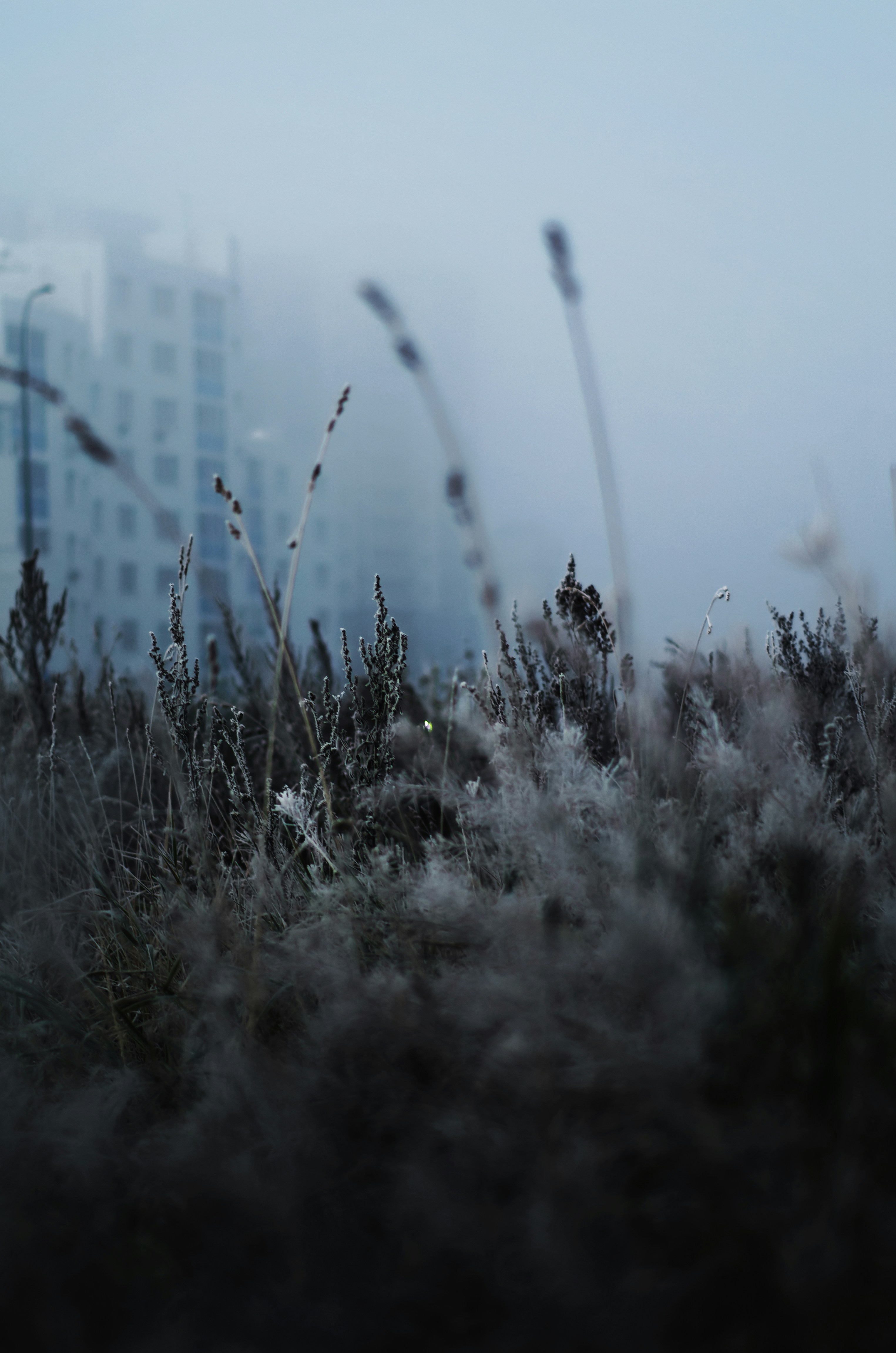 Photo by litvinov