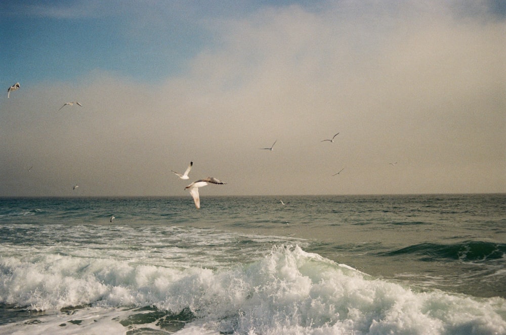 Una bandada de gaviotas volando sobre un cuerpo de agua