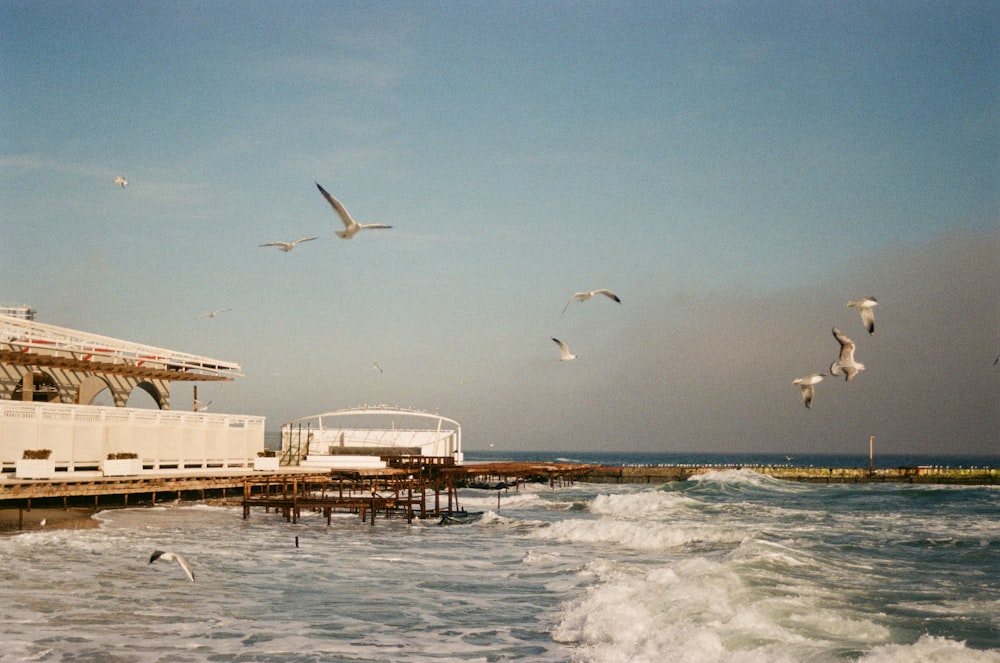 birds flying over water