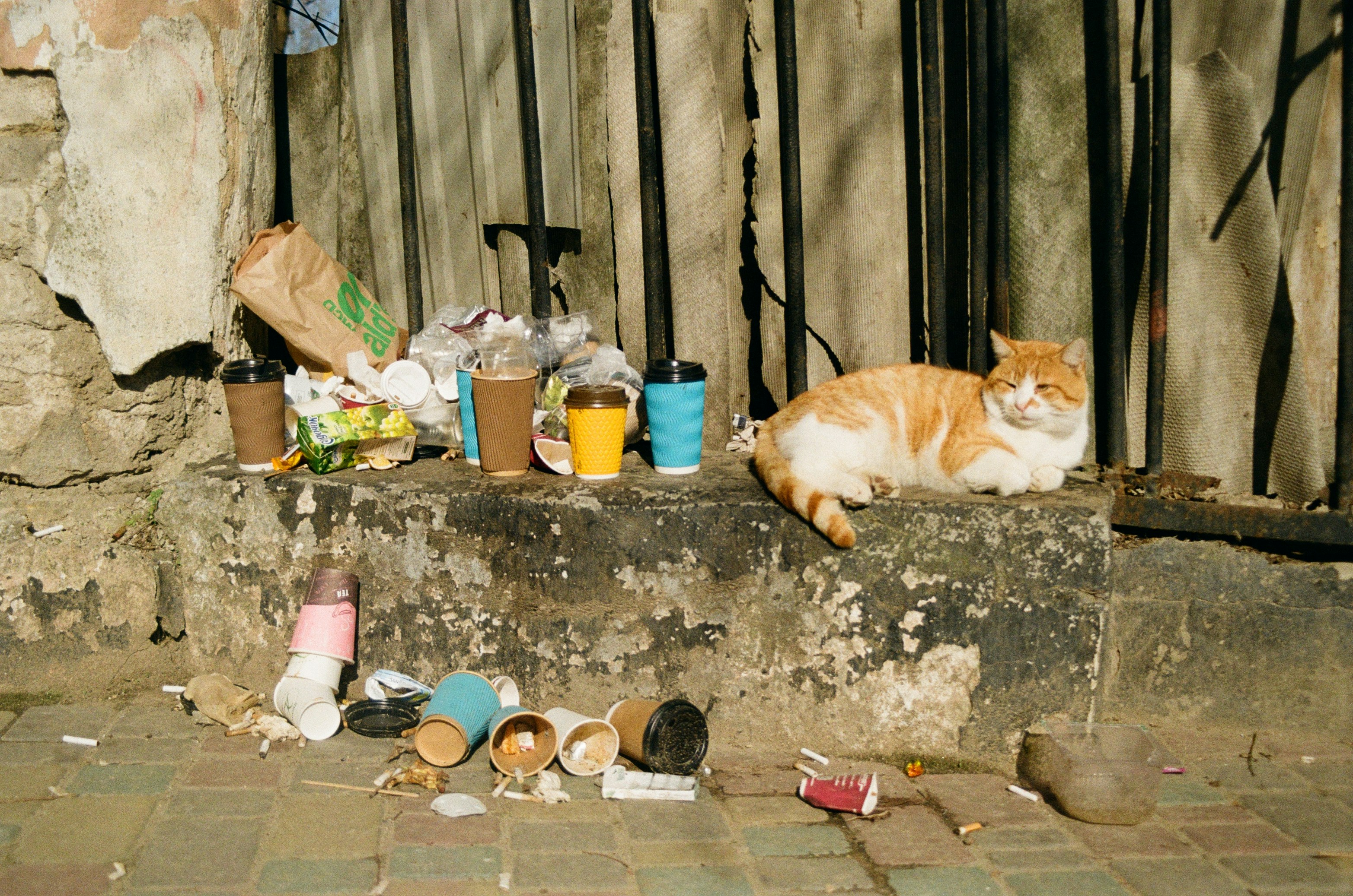 7 Composting Tips for Natural Cat Litter Waste