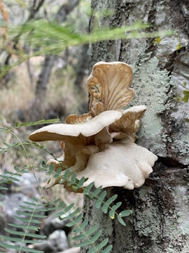 A cluster of wild mushrooms grows on the side of a tree. The tree bark is textured with patches of lichen. Surrounding greenery includes delicate fern leaves, adding to the natural forest ambiance.