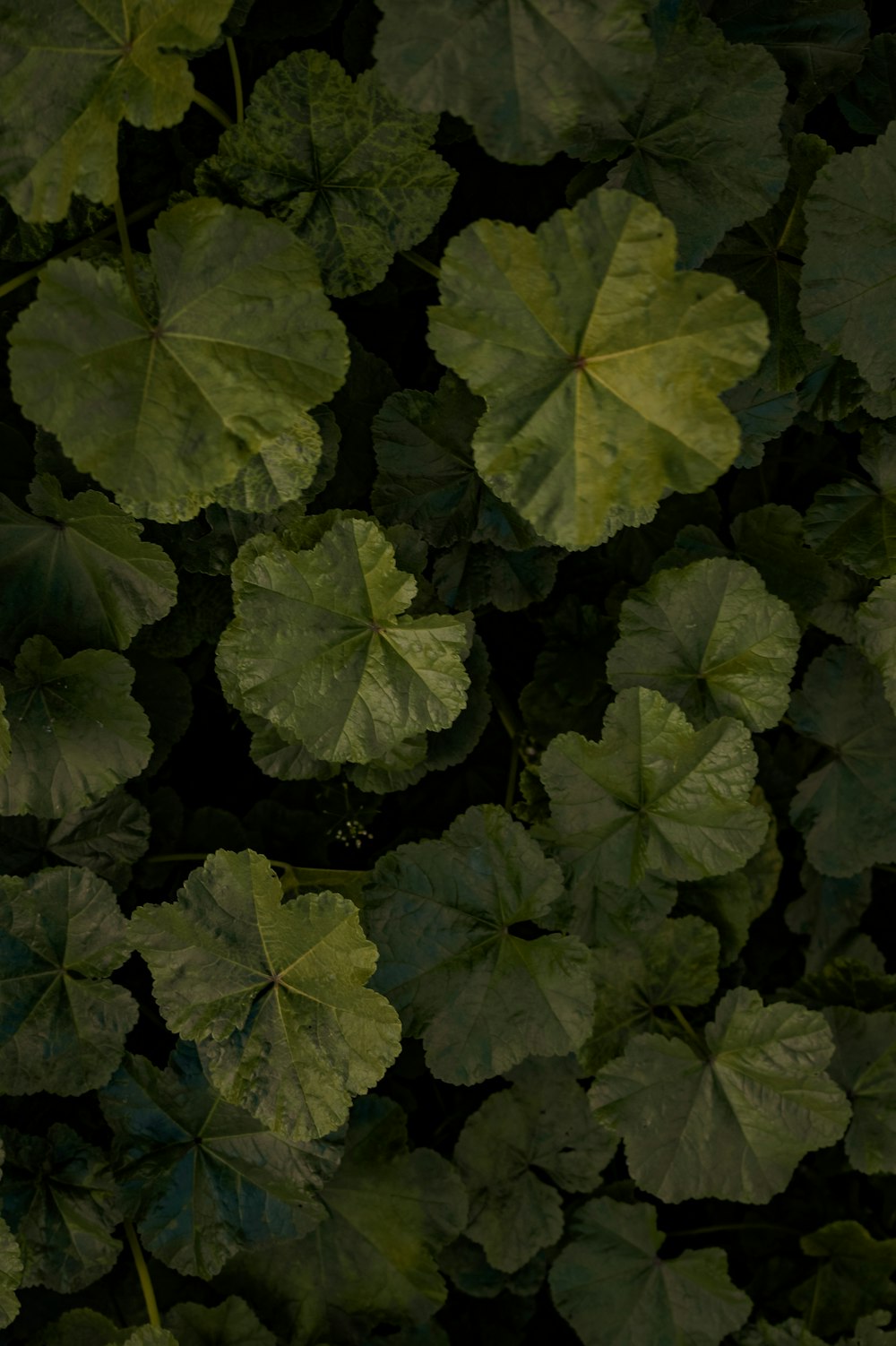 a close up of a flower garden