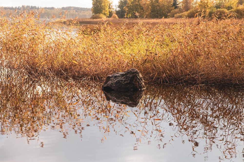 a body of water with plants and trees around it