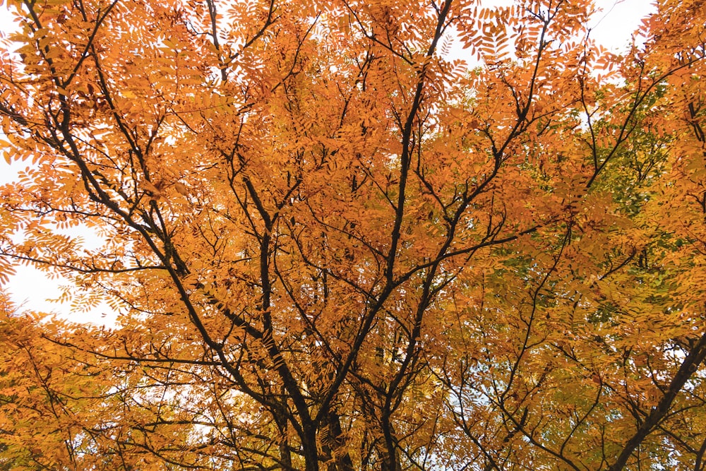 a group of trees with orange leaves